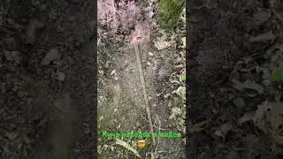 Раскопки с металлоискателем!
