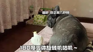 狗和鸡 Dog and the Cockatiel