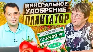 Как действует комплексное минеральное удобрение ПЛАНТАТОР на томаты в разных стадиях роста?