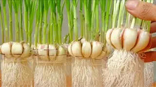 How to grow garlic in plastic bottles with water for many bulbs and large leaves