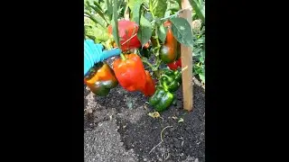 ОДИН ИЗ  САМЫХ ВЫСОКОУРОЖАЙНЫХ,  ТОЛСТОСТЕННЫХ, КРУПНОПЛОДНЫХ  И ВКУСНЫХ СЛАДКИХ ПЕРЦЕВ  - КУБЫШКА