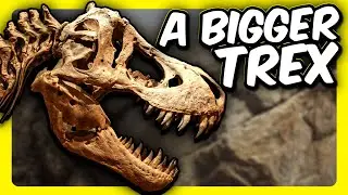 Was The T-Rex Bigger Than We Thought?