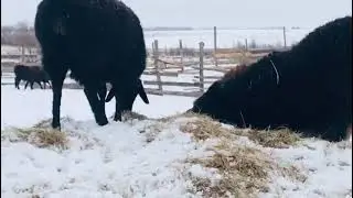 зимняя прогулка овец и пополнение на ферме!!!!