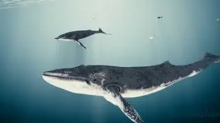 whale animation aftereffects elements 3d editing