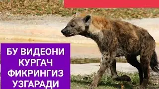 Йирткич Хайвонлар Сиртлонлар хакида кизик малумотлар 