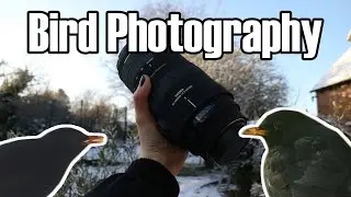 Winter Bird Photography And Editing