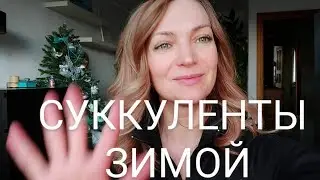 Суккуленты зимой. Суккуленты в домашних условиях.