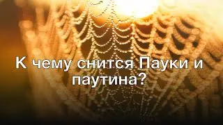 К чему снится пауки и паутина? Толкование сна и его значение по сонникам Фрейда и Хассе