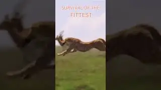Survival of the Fittest #wildlife #documentarychannel #animals