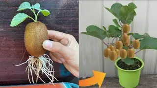 How to Grow Kiwi Plants From Kiwi Fruit || How to Grow Kiwi From Seed || Growing Kiwi Plant