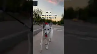 Подписывайся, если любишь собак🔥 #домашниеживотные #жиза #shorts #cutedogs #милаясобака