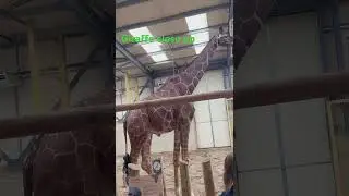 giraffe close up