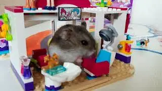 Lego Friends.Hamster at the barber shop Lego Friends.