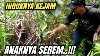 PANTES JARANG YANG MAU PELIHARA BURUNG INI‼️