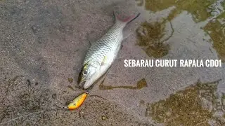 Sebarau curut on rapala cd01