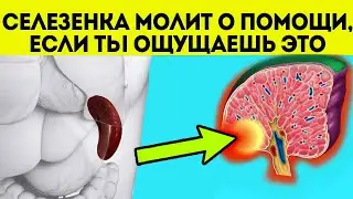 Жаль, что врачи молчат! Смотрите, как можно помочь селезенке и симптомы