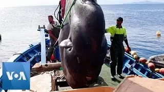 Huge Sunfish Caught Off Spanish Coast