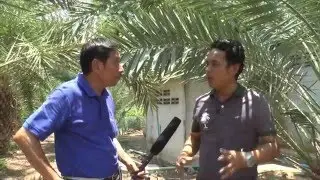 โลกเกษตรไทย กาญจนบุรี ตอน อินทผลัมผลสด๒