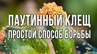 Паутинный клещ на огурцах. Как избавиться от паутинного клеща. Эффективные средства и методы борьбы.