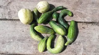 НЕОБЫЧНЫЕ ОГУРЦЫ. Круглые, горькие, узкие, толстые, кривые, грушевидные. Причины и как их устранить.
