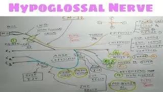 Hypoglossal Nerve or 12th Cranial Nerve | Part 1 | Diagram | NeuroAnatomy | TCML