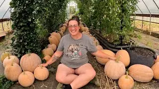 Pumpkin Harvest 2024! (& LOTS To Do Before RAIN!) | Farm Life VLOG