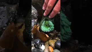 The MOST Satisfying Sea Animal 