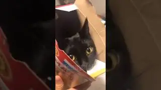 😂funny animal videos that i found for you #54😂