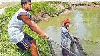 Strong Fisherman Drag Big Net For Fishing | Traditional Net Fishing Videos In Pond