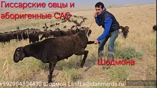 Гиссарские овцы и аборигенные САО Таджикистана саги дахмарда Шодмона в Гиссаре
