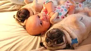 Pug Dog Playing With Baby Compilation