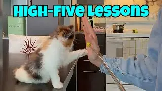 Teaching My Kitten The High-Five