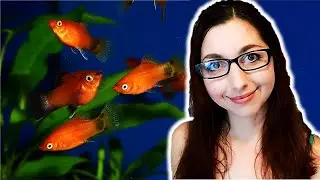 Platy Fish Care Guide 🐠 Beginner Aquarium Fish