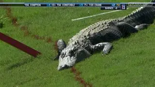 Craziest Animal Interference in Sports #3