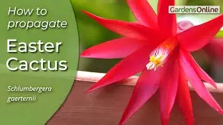 Easter Cactus - How to Propagate