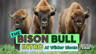 The Bison Bull Intro at Wilder Blean