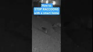 Stop raccoons with a smart home