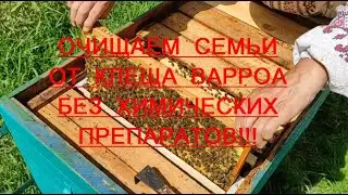 ЭФФЕКТИВНАЯ ТЕХНОЛОГИЯ БОРЬБЫ С КЛЕЩЁМ ВАРРОА БЕЗ ЯДОХИМИКАТОВ!!! ч. 3. ТАЙНА ДОЛГОЖИВУЩЕЙ ПЧЕЛЫ !!!