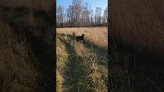 Канадский волк - гибрид. 29 октября 2024.