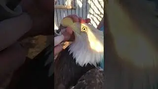 Trimming a Bald Eagles beak