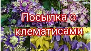 ДОЛГОЖДАННАЯ ПОСЫЛКА С КЛЕМАТИСАМИ , ТАЙГА, ПЕНИЛ, СТОЛВИК ГОЛД.