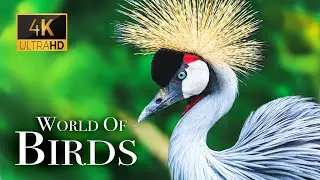 The World of BIRDS in 4K - The Healing Power Of Bird Sounds | Scenic Relaxation Film