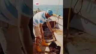 Добываем и пробуем мидии | Голодным не смотреть