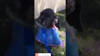 Mr.  Wilson (one day post op)(9-17-16)(Periscope replay)