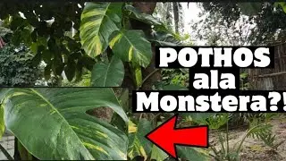 How to Make the Leaves of Pothos Bigger