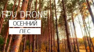 Осенний лес 4К/Autumn forest 4K/Fpv drone fly through