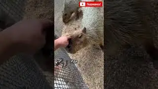 🦷Зубарев в заповеднике🥺❤️😱