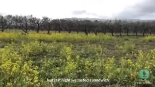 Gustiamo: Friarielli, in the Broccoli fields in Campania