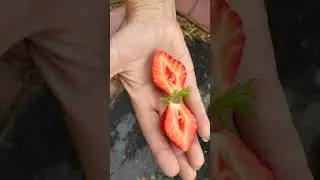 🍓 🍓 🍓 Портола торжество вкуса и массы. отличный выбор!!! 23 июня 2023 г.