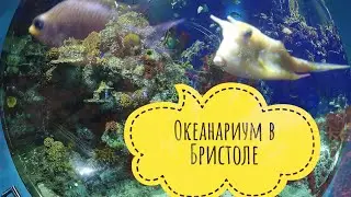 Англия. Бристольский океанариум, рыба под музыку.